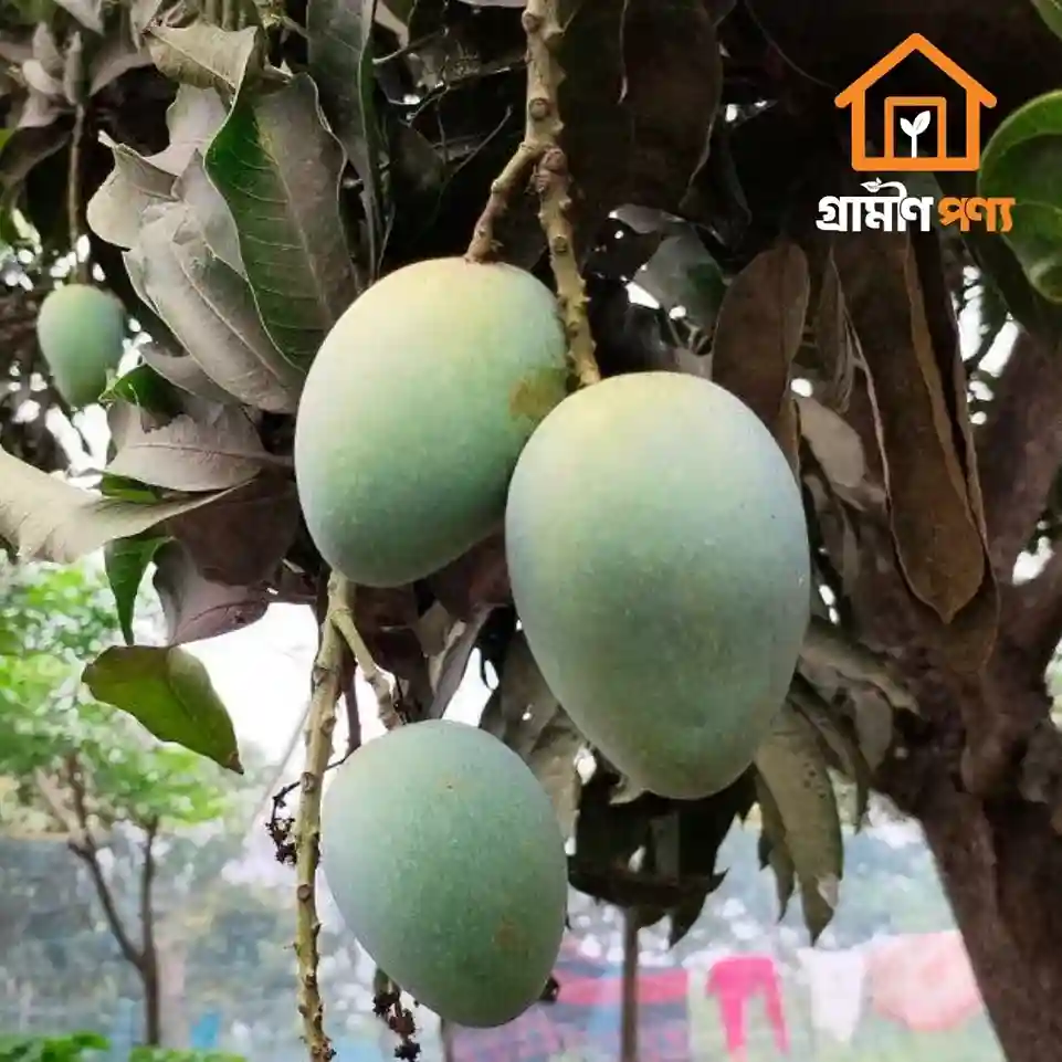 grameen-ponyo-himshagor-aam-3