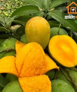 হিমসাগর আম - ১০ কেজি