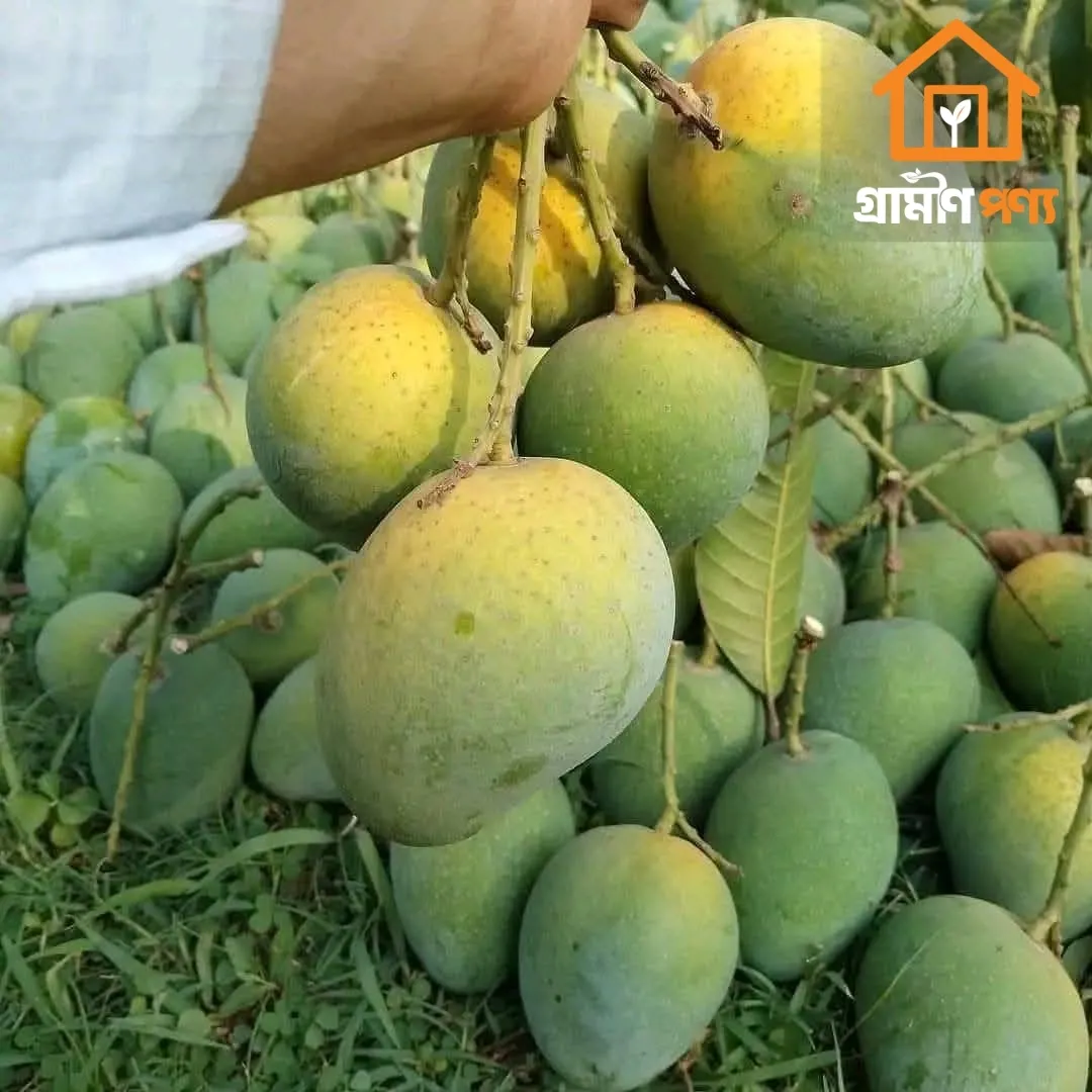 grameen-ponyo-himshagor-aam-5
